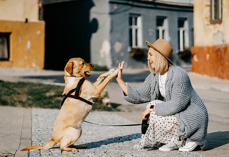 Can You Make Money Off Your Dog